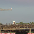 20_20-mast.jpg