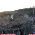 20_20-nest.jpg