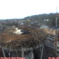 06_15-nest.jpg
