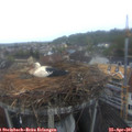 06_20-nest.jpg