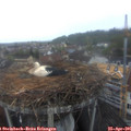 06_25-nest.jpg