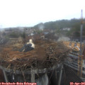 06_45-nest.jpg