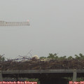 06_50-mast.jpg