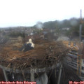 06_55-nest.jpg