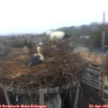 07_00-nest.jpg