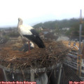 07_05-nest.jpg