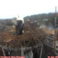 07_15-nest.jpg
