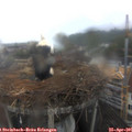 07_20-nest.jpg