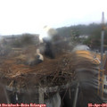 07_25-nest.jpg