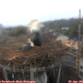 07_40-nest.jpg