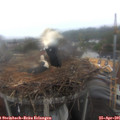 07_45-nest.jpg