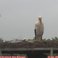 07_50-mast.jpg