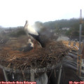07_50-nest.jpg