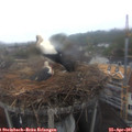 07_55-nest.jpg