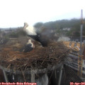 08_00-nest.jpg