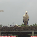 08_05-mast.jpg
