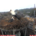 08_05-nest.jpg