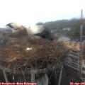 08_10-nest.jpg