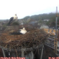 08_15-nest.jpg
