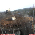 08_20-nest.jpg