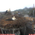 08_25-nest.jpg