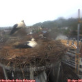 08_30-nest.jpg