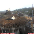 08_35-nest.jpg