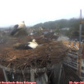 08_40-nest.jpg