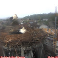 08_45-nest.jpg