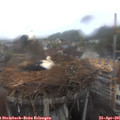 08_50-nest.jpg
