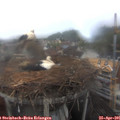 08_55-nest.jpg