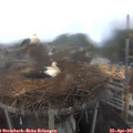 09_00-nest.jpg