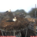 09_05-nest.jpg
