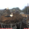 09_10-nest.jpg