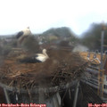 09_15-nest.jpg