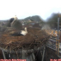 09_20-nest.jpg