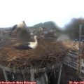 09_25-nest.jpg