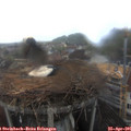 09_30-nest.jpg