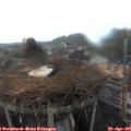 09_35-nest.jpg