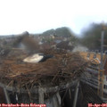 09_40-nest.jpg