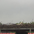 09_50-mast.jpg