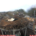 09_50-nest.jpg