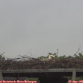 09_55-mast.jpg
