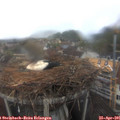 09_55-nest.jpg
