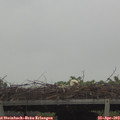 10_00-mast.jpg