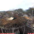 10_00-nest.jpg