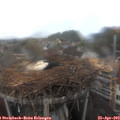 10_05-nest.jpg