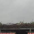 10_10-mast.jpg