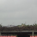 10_15-mast.jpg