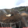 10_15-nest.jpg